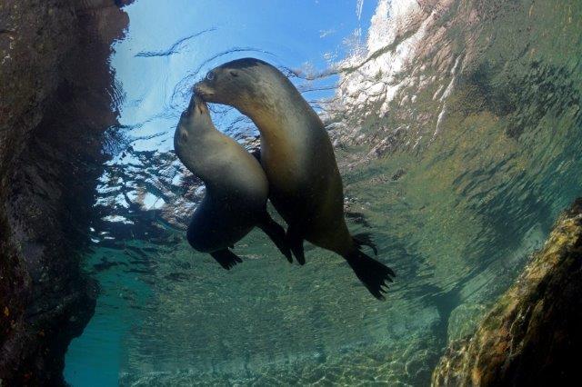 Sea Lion Dive La Paz
